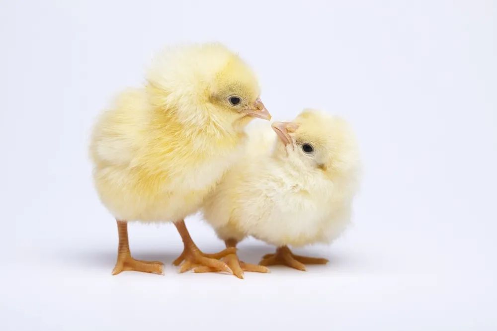 五个方法教你如何挑选雏鸡